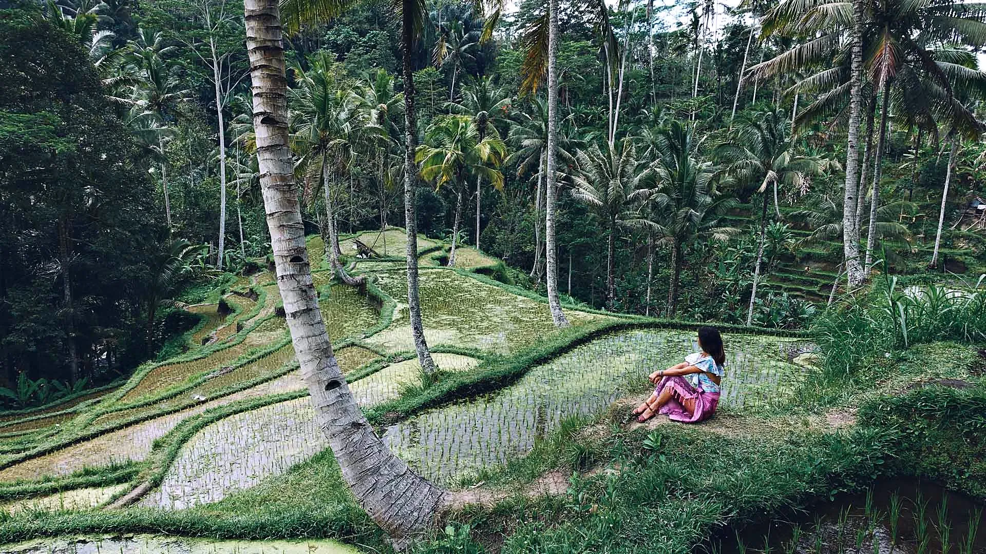 Student sitting in the rice terraces between palm trees in Bali