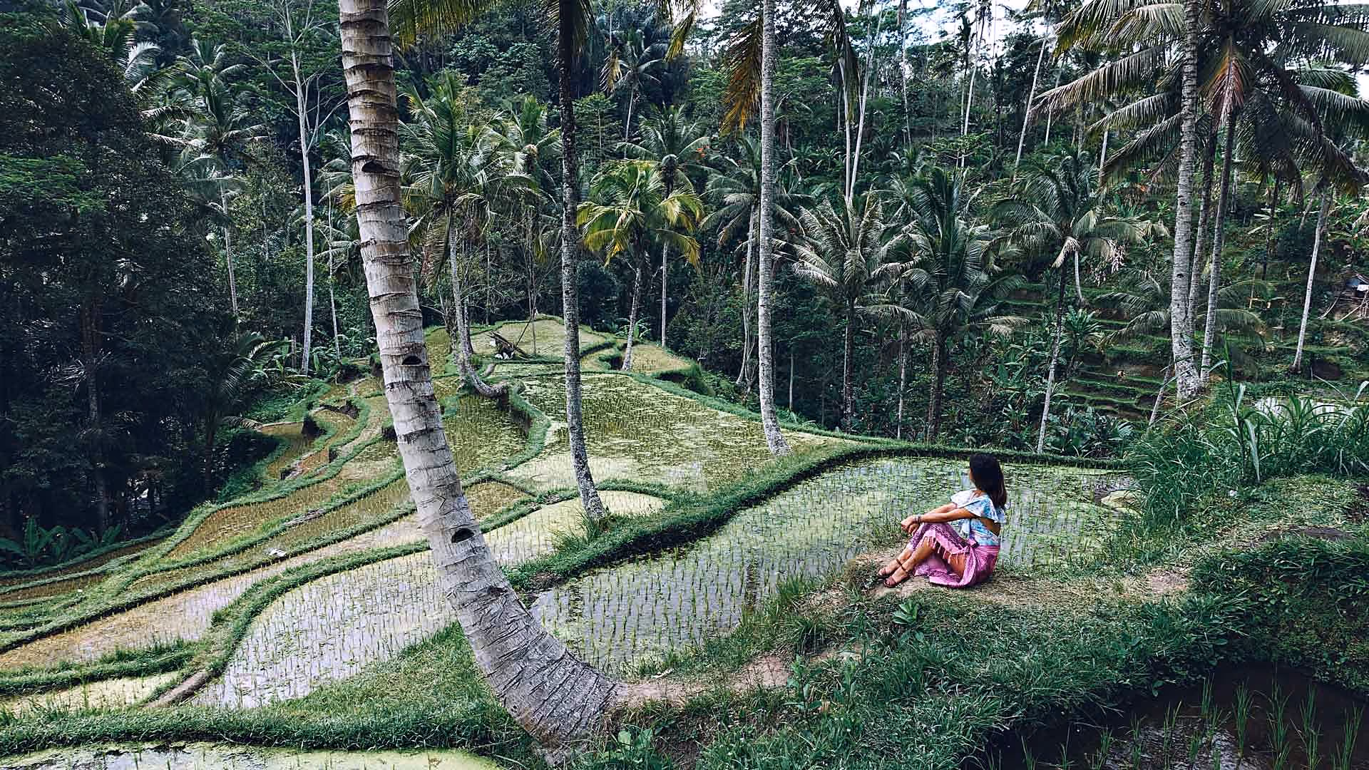Student sitting in the rice terraces between palm trees in Bali